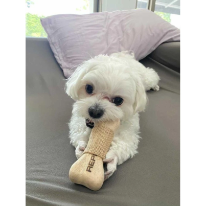 e8a7fbf53945762f3fb0f9288d75286a@resize_w900_nl